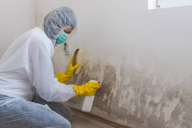 Office Mold Removal Services in Pflugerville, TX