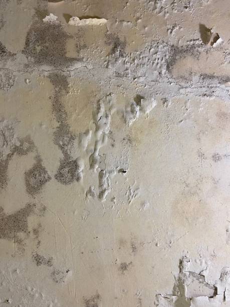 Best Mold Remediation  in Pflugerville, TX