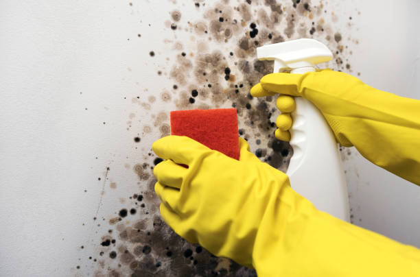 Best Mold Cleaning Services  in Pflugerville, TX
