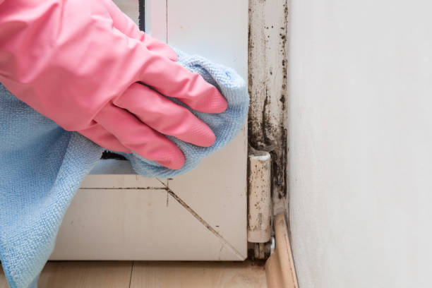 Best Toxic Mold Removal  in Pflugerville, TX