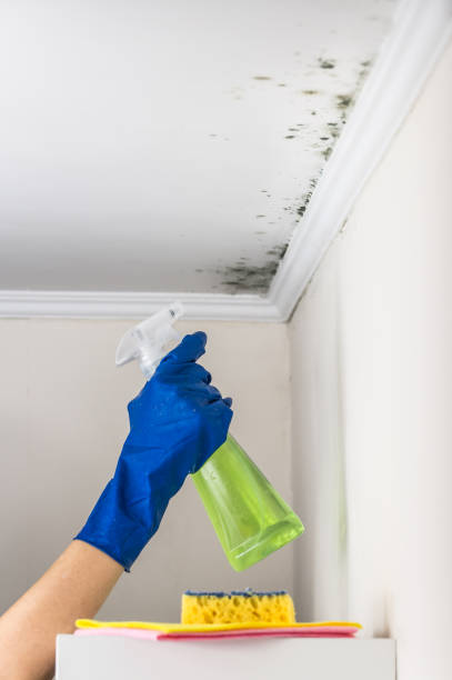 Best Attic Mold Removal  in Pflugerville, TX